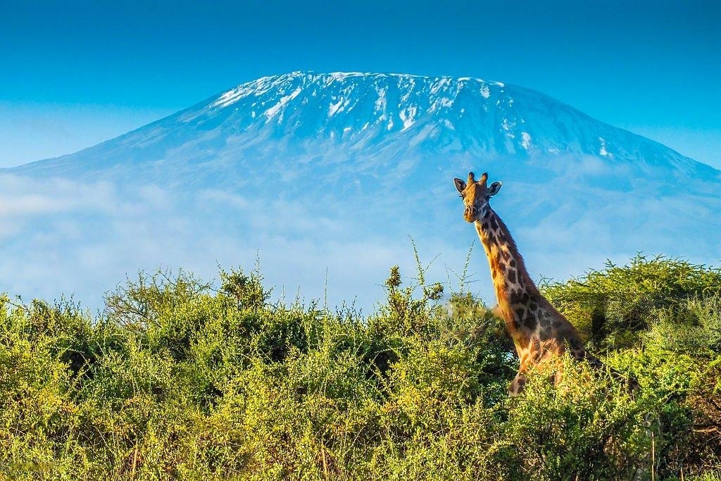 Top Hotels and Lodges Near Mount Kilimanjaro for Every Traveler