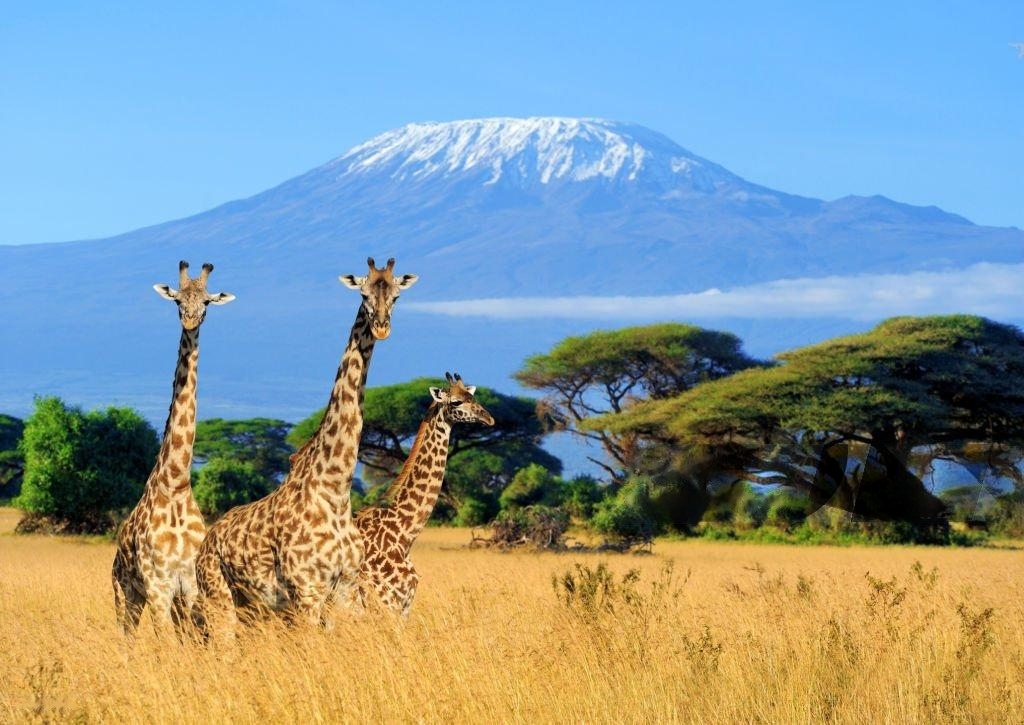 Why Travel to Tanzania: Experience Nature, Wildlife, and Adventure