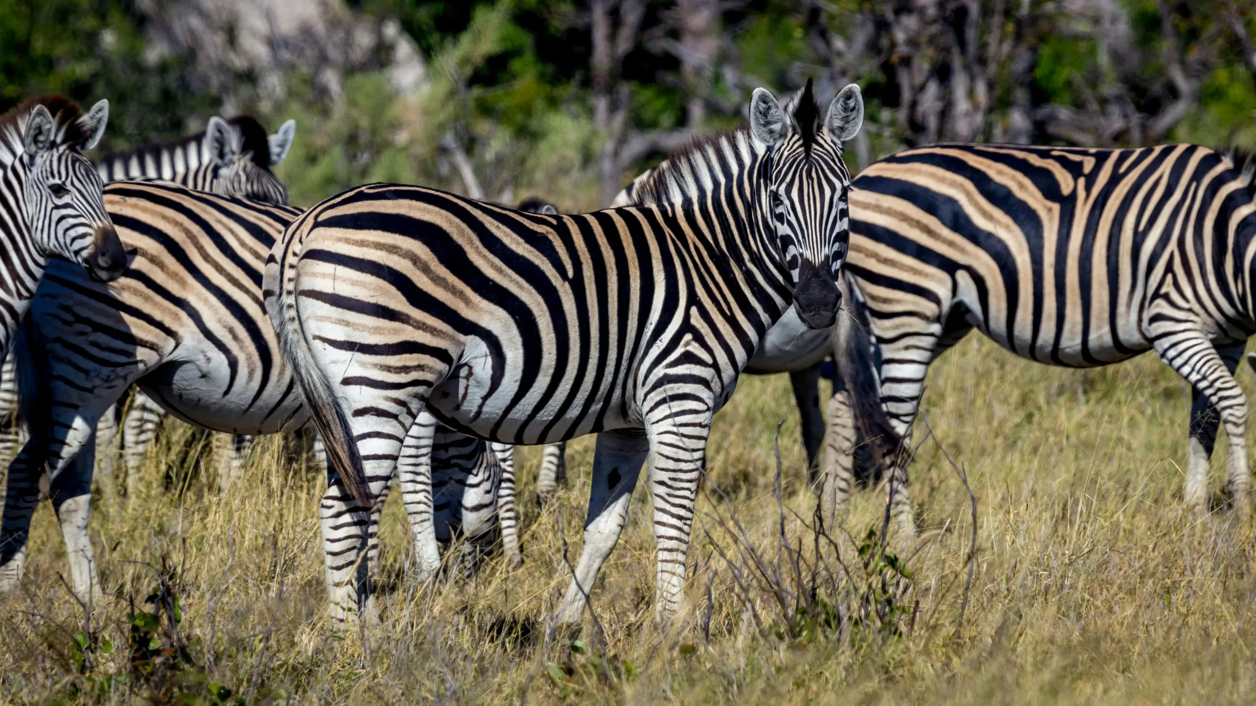 The Serengeti National Park: A Wildlife Wonderland